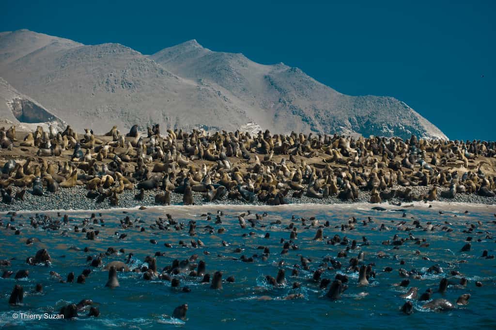 Harmonie sauvage | Réserve de Paracas